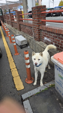 보호중 진도견의 가…